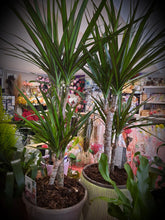 Charger l'image dans la galerie, Plante : Dragonnier