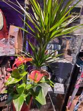 Charger l'image dans la galerie, Plante : Dragonnier