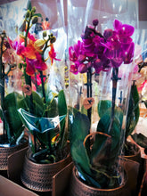 Charger l'image dans la galerie, Plante: Phalaenopsis mini dans un somptueux pot en céramique doré