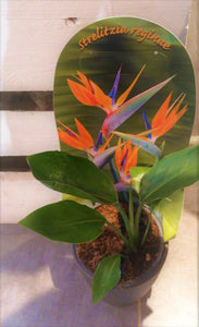 Plante en pot: strelitzia ou fleur du paradis