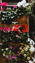 Charger l&#39;image dans la galerie, Plante d&#39;extérieur: Chrysanthèmes santini en pot