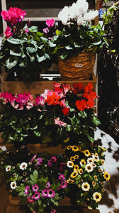 Plante d'extérieur: Chrysanthèmes santini en pot