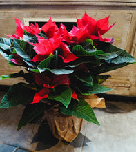 Charger l&#39;image dans la galerie, Plante de Noël : Poinsettia ou Etoile de Noël