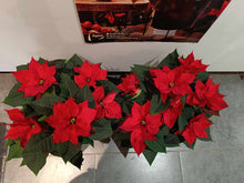 Charger l&#39;image dans la galerie, Plante de Noël : Poinsettia ou Etoile de Noël