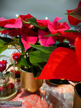 Charger l&#39;image dans la galerie, Plante de Noël : Poinsettia ou Etoile de Noël