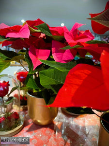 Plante de Noël : Poinsettia ou Etoile de Noël