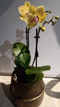 Charger l'image dans la galerie, Plante: Phalaenopsis mini dans un somptueux pot en céramique doré