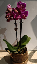 Charger l'image dans la galerie, Plante: Phalaenopsis mini dans un somptueux pot en céramique doré