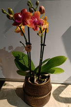 Charger l'image dans la galerie, Plante: Phalaenopsis mini dans un somptueux pot en céramique doré