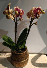 Charger l'image dans la galerie, Plante: Phalaenopsis mini dans un somptueux pot en céramique doré