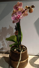Charger l'image dans la galerie, Plante: Phalaenopsis mini dans un somptueux pot en céramique doré