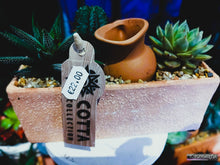Charger l'image dans la galerie, Plantes grasses: "Roma"