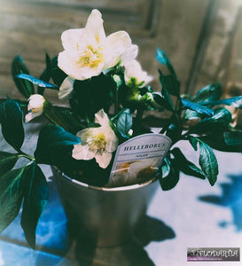 Plante de Noël : Hellébore blanche ou Rose de Noël