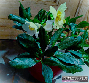 Plante de Noël : Hellébore blanche ou Rose de Noël