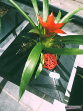 Charger l'image dans la galerie, Plante : guzmania