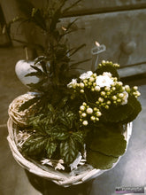Charger l'image dans la galerie, Plantes: compositions de plantes d'intérieur "Germaine"