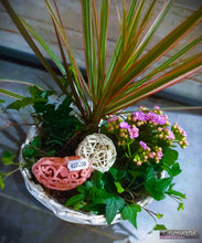 Charger l'image dans la galerie, Plantes: compositions de plantes d'intérieur "Germaine"