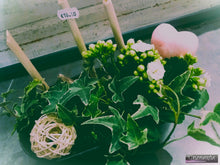 Charger l'image dans la galerie, Plantes: Montage de plantes d'intérieur "Heighty"