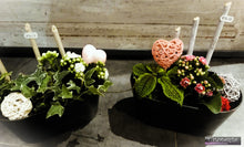 Charger l'image dans la galerie, Plantes: Montage de plantes d'intérieur "Heighty"