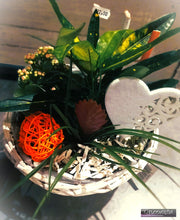 Charger l'image dans la galerie, Plantes: compositions de plantes d'intérieur "Germaine"