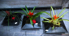 Charger l'image dans la galerie, Plante : guzmania