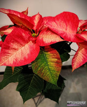 Charger l&#39;image dans la galerie, Plante de Noël : Poinsettia ou Etoile de Noël