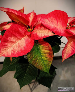 Plante de Noël : Poinsettia ou Etoile de Noël