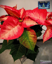 Charger l&#39;image dans la galerie, Plante de Noël : Poinsettia ou Etoile de Noël