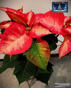 Plante de Noël : Poinsettia ou Etoile de Noël