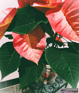 Plante de Noël : Poinsettia ou Etoile de Noël