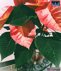 Plante de Noël : Poinsettia ou Etoile de Noël