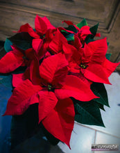 Charger l&#39;image dans la galerie, Plante de Noël : Poinsettia ou Etoile de Noël