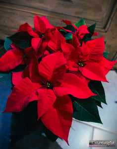 Plante de Noël : Poinsettia ou Etoile de Noël