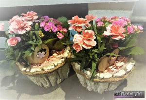 Plantes d'intérieur : montage rose