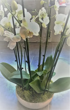 Charger l&#39;image dans la galerie, Montage de plantes: Orchidées/Phalaenopsis