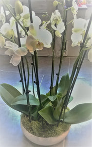 Montage de plantes: Orchidées/Phalaenopsis