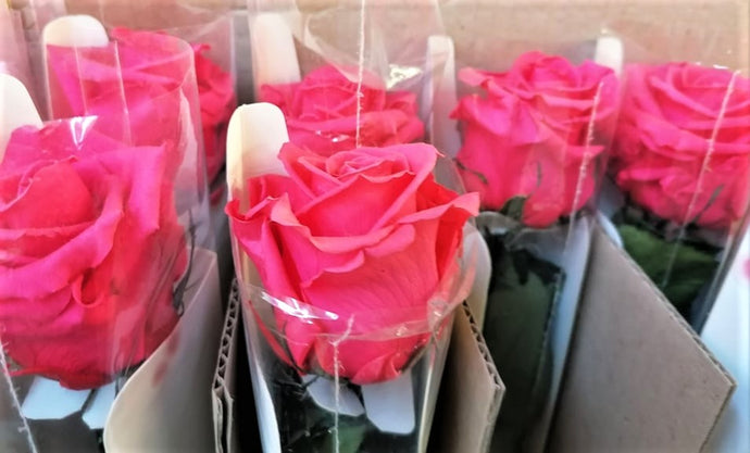 Rose éternelle longue tige 55cm