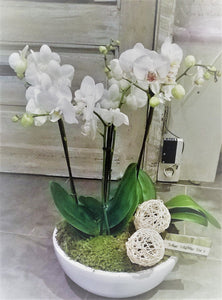 Montage de plantes: Orchidées/Phalaenopsis